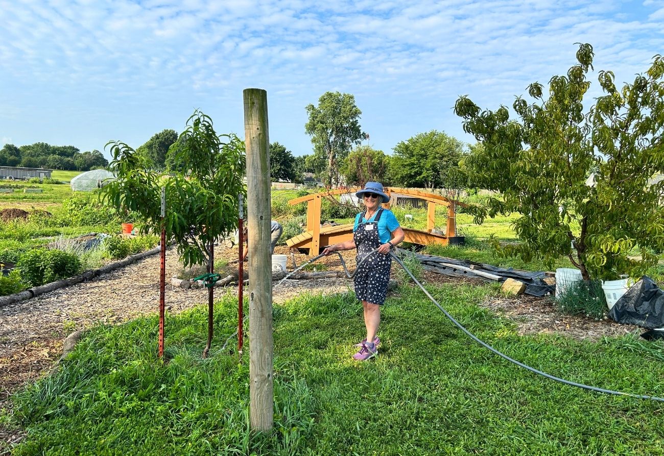 a volunteer waters a peach tree in the fruit guild