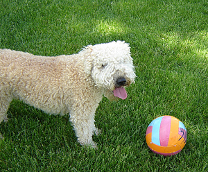 Wheaton Terrior and ball in the yard