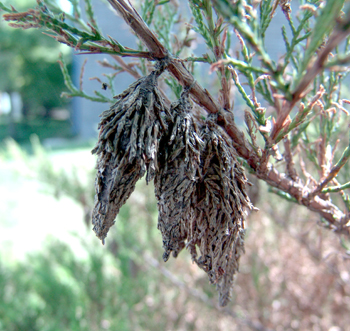 Advanced stage bagworms