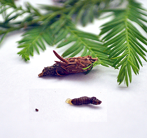 Bagworm larvae