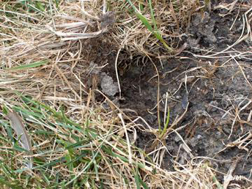 Grub damaged lawn