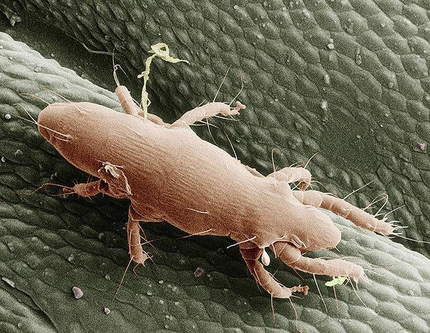 oak leaf itch mite