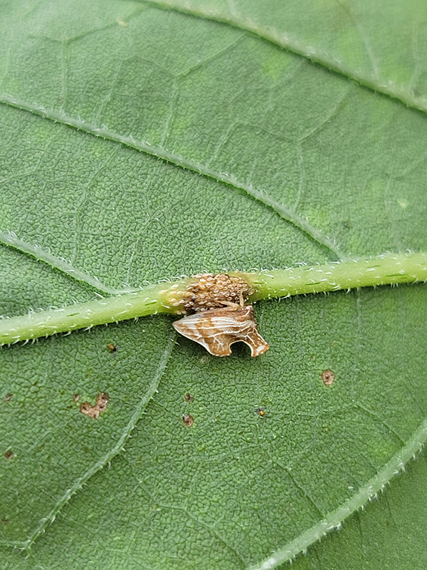 Keeled treehopper on a sunflower leaf
