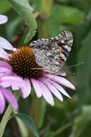 butterfly on coneflower