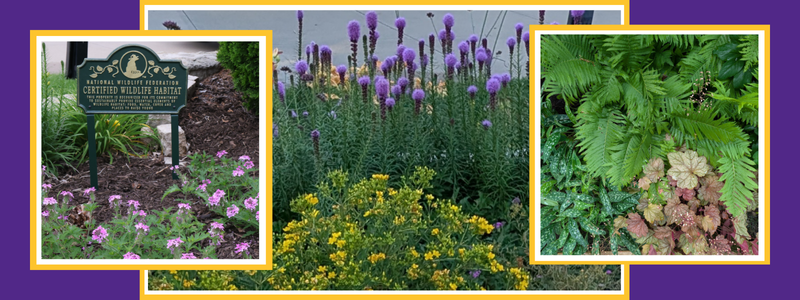 native flowers in bloom Wyatt garden 