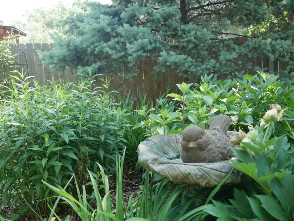 Patton Garden 