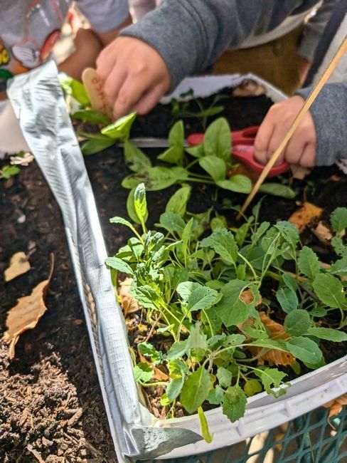 photo of growing salad greens being inspected by children