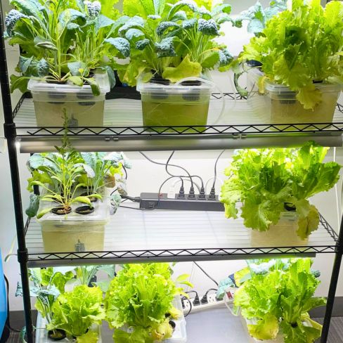 photo of hydroponic projects growing salad greens under grow lights