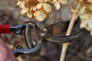 Pruning shears clipping a hydrangea stem