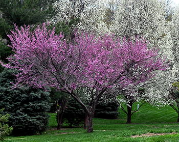 Redbud tree in bloom