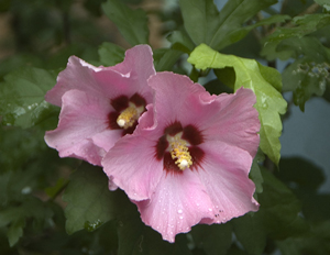 Rose of Sharon blooms