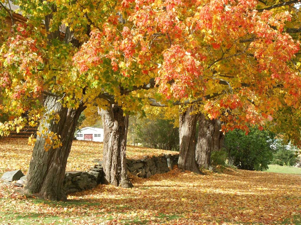 Sugar_maple_fall_color