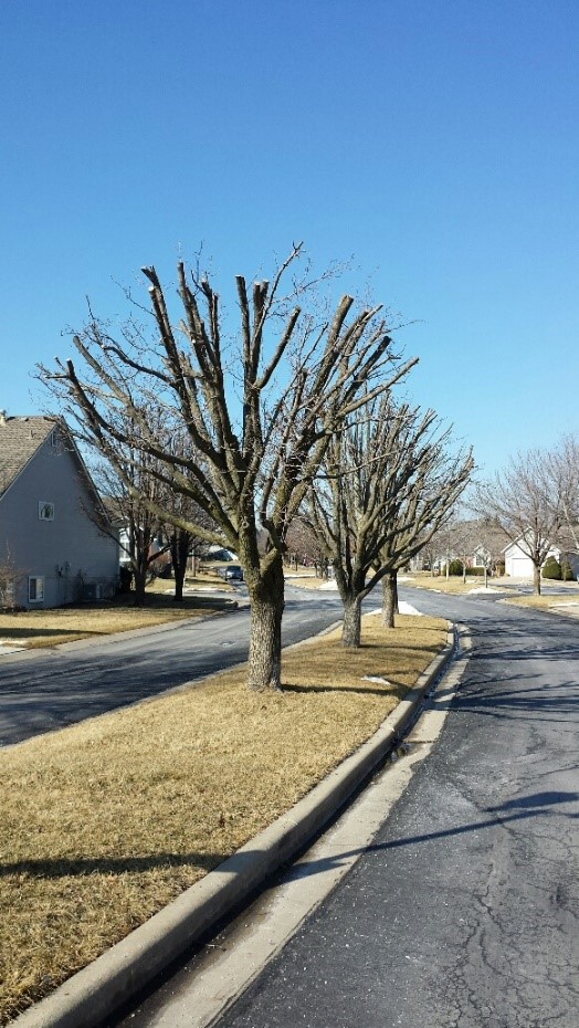 tree_topped_Braford_pears