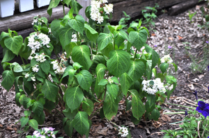 Wilting hydrangea
