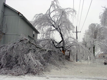 Ice covered trees with broken limbs.