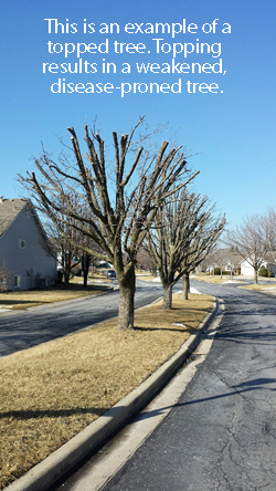 Topped bradfor pear tree