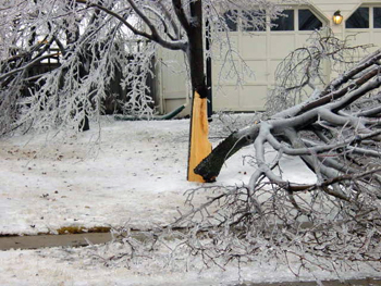 Tree trunk split by ice
