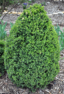 Green mountain boxwood