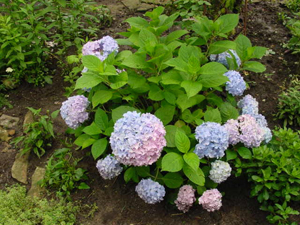 Hydrangea macrophyla
