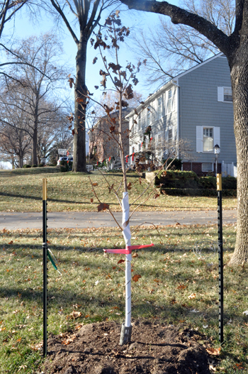 Staked young tree