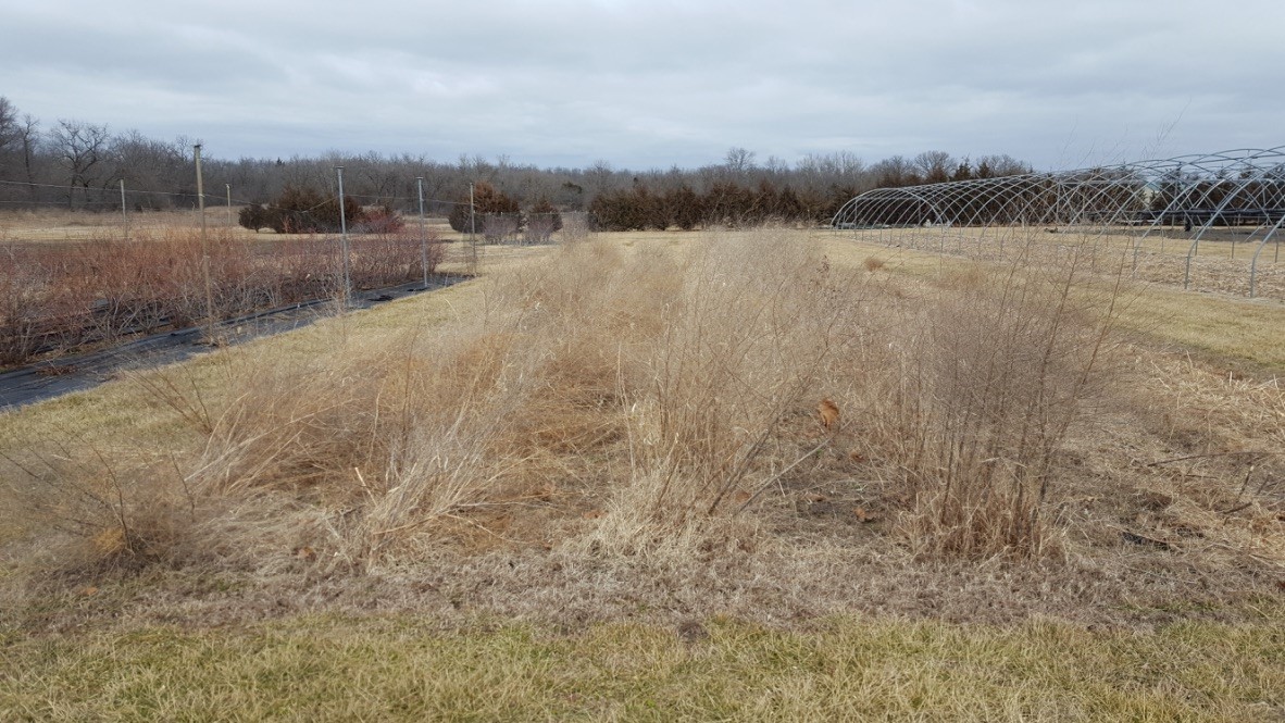 Weeds in Garden