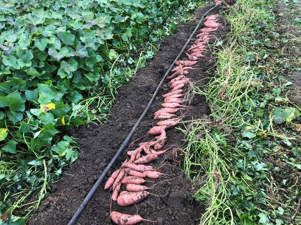 sweet potatoes in the garden