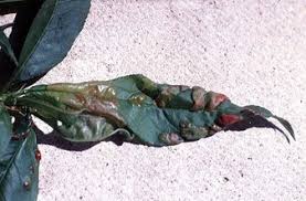 Fire Blight Leaf