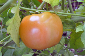 Tomato on the vine