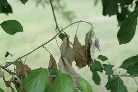 Fire blight 