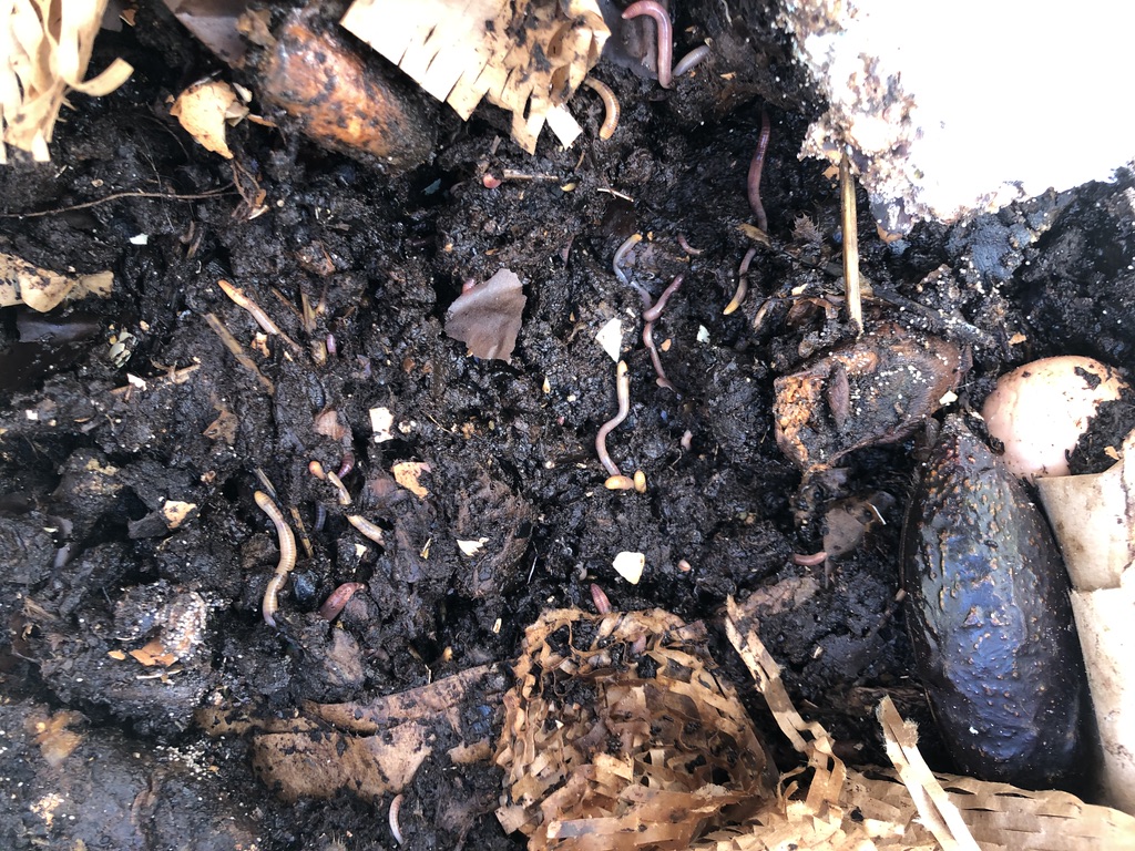 Inside the compost bin