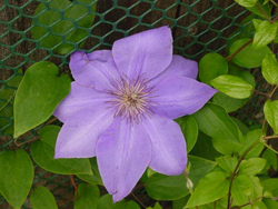 Clematis bloom