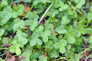 Clover in lawn 