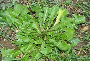 Dendelion weed in lawn