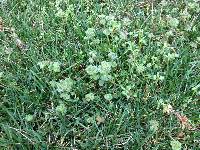 Henbit in lawn 