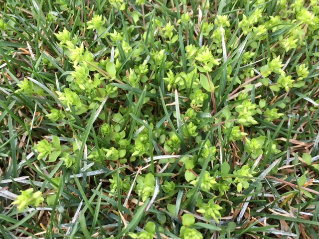 Chickweed