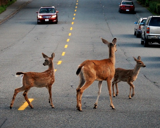 Deer on the roadway 