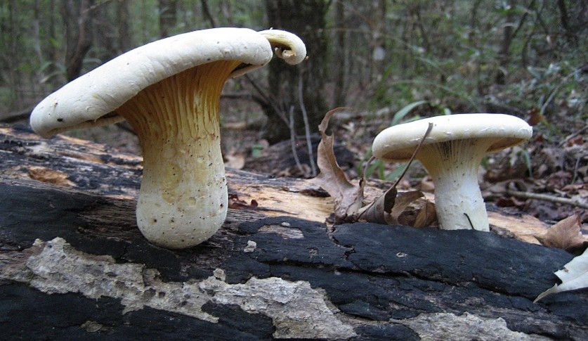 lynx paw oyster mushrooms decompose a log 