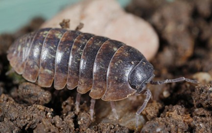 a pill bug searches the soil for a snack 