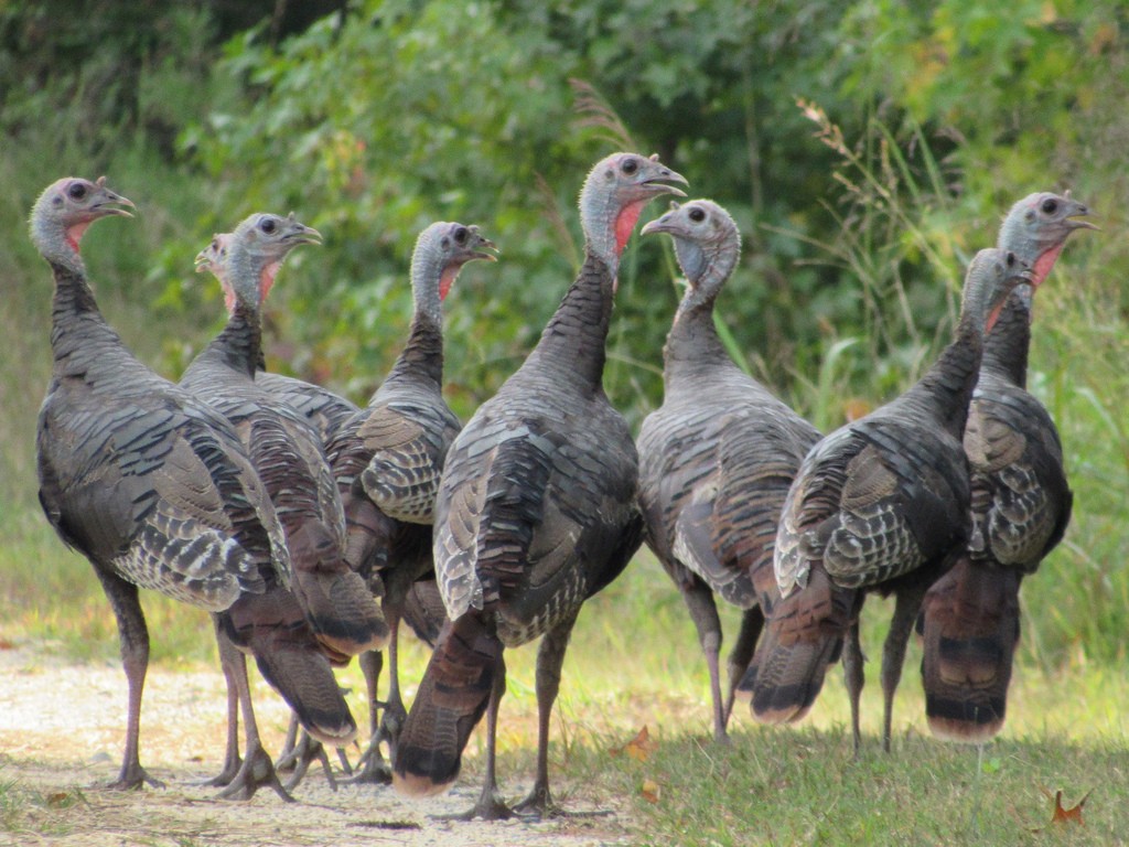 wild turkeys 