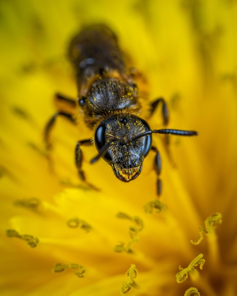Ant pollinator 