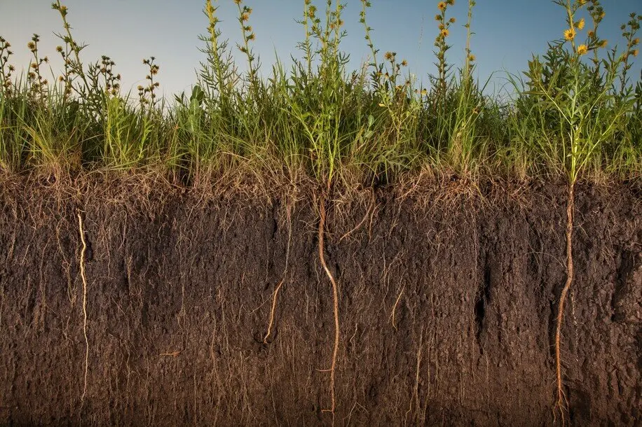 prairie grass cross section with roots 