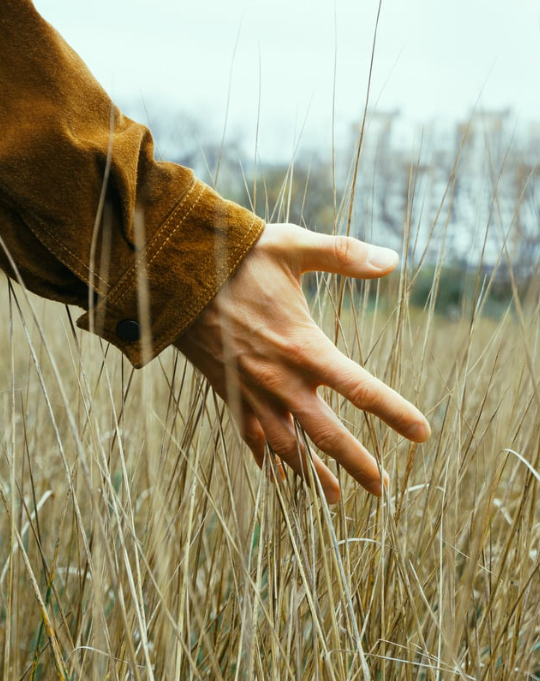 hand feeling tall grass 
