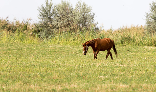 horse walking through a field of grass 