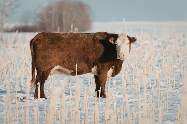 cow standing in a snowy field cow standing in a snowy field