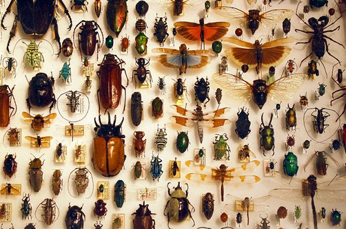 Entomology collection in a shadow box