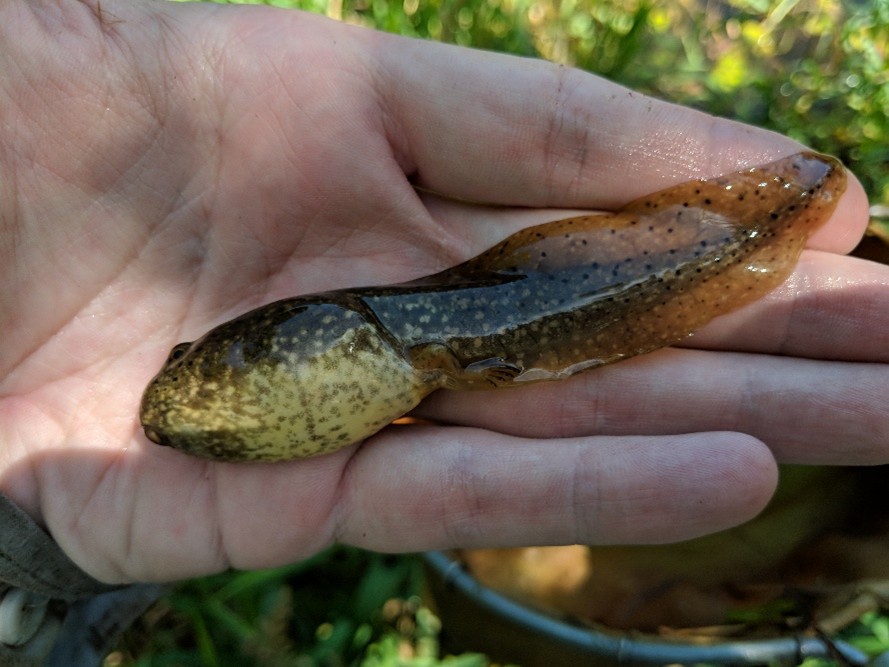 bullfrog tadpole 