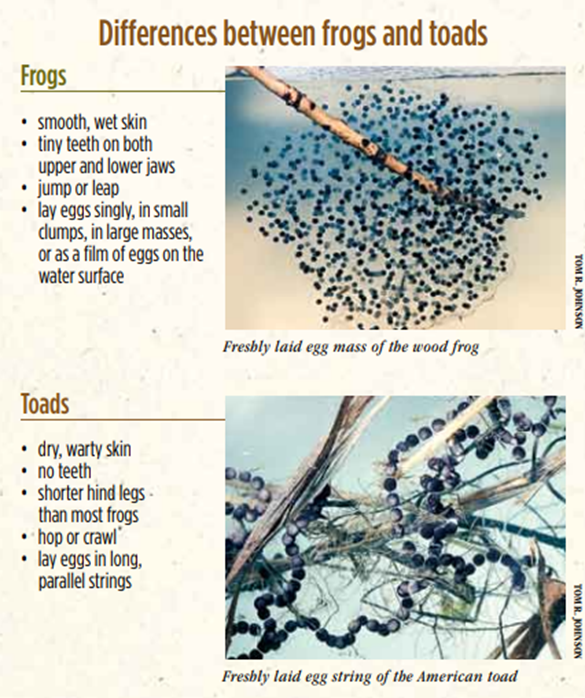 frogs versus toads differences 