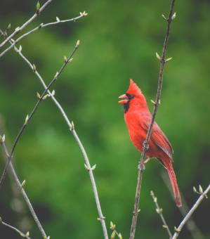 Northern Cardinal sitting in tree