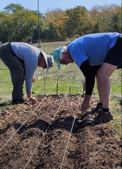 Planting garlic in a trough 