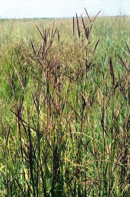 Big Bluestem